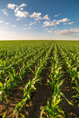 Fototapeta na wymiar Green corn maize field in early stage
