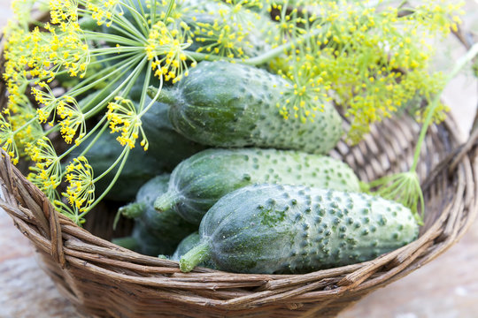 Fresh cucumbers in wicker basket with flowers dill 