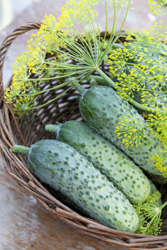 Fresh cucumbers in wicker basket with flowers dill 