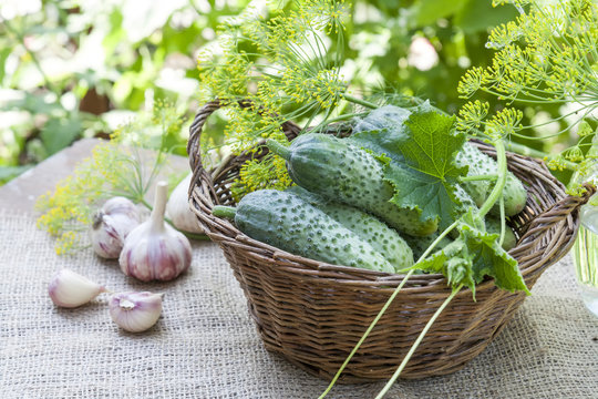 Fresh cucumbers in wicker basket with flowers dill and garlic on green summer background