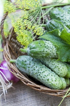 Fresh cucumbers in wicker basket with flowers dill and red onion on green summer background
