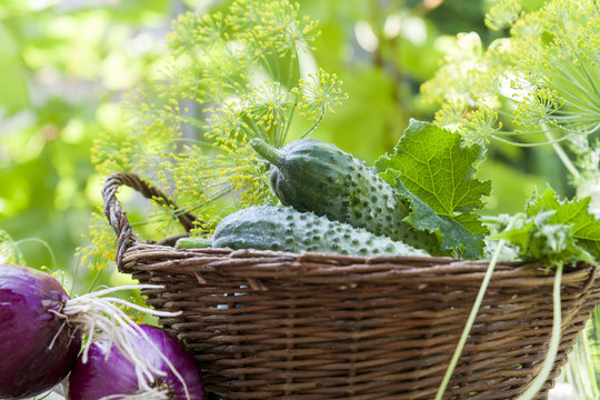 Fresh cucumbers in wicker basket with flowers dill and red onion on green summer background