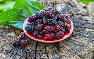 Fresh mulberries in a bowl on a garden background