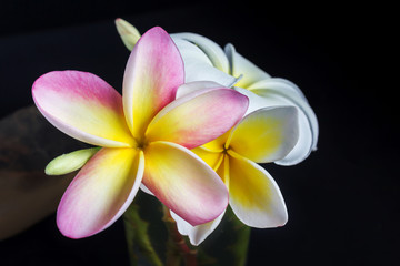 flowers plumeria or frangipani on dark background