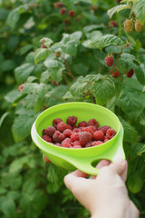 Женская рука держит чашу с малиной