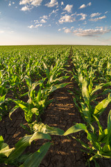 Green corn maize field in early stage