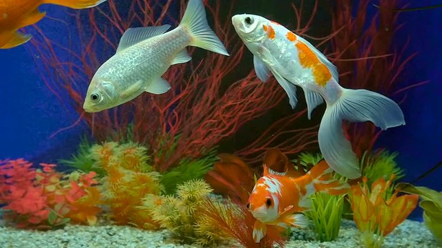 Slow Motion Of Goldfish Swimming In Aquarium