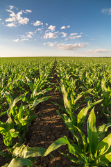 Green corn maize field in early stage