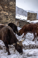 Bulls on the streets of Ushguli - small , old, georgian village