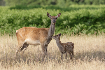 Red Deer (Cervus elaphus) mother and calf keeping close together