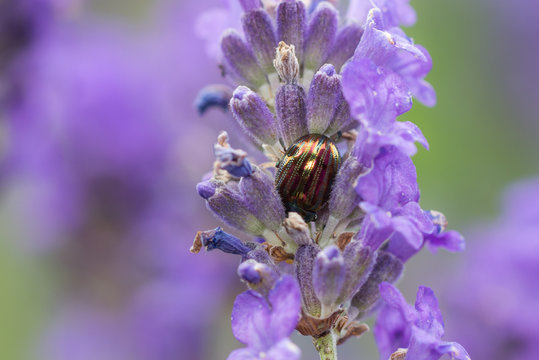 Rosemary Beetle (Chrysolina americana) on lavender
