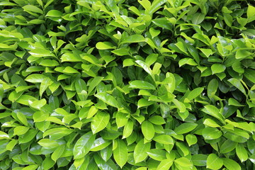 Fototapeta na wymiar Bright green bush with succulent leaves of laurel