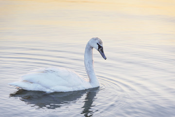 Swan in the sea.