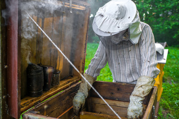 Beekeeper is working with bees and beehives on the apiary.