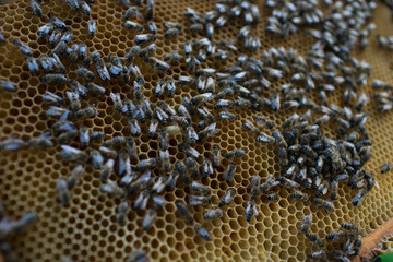 Bee wax honeycomb