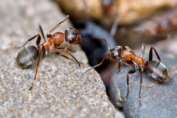 Two ants outside in the garden