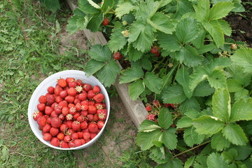 Урожай  клубники в большой белой миске