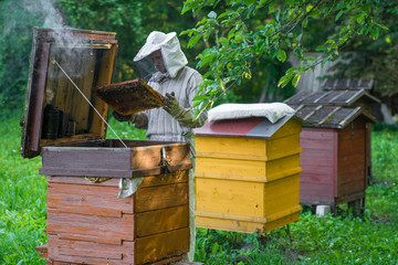 Fototapeta na wymiar Beekeeper is working with bees and beehives on the apiary.