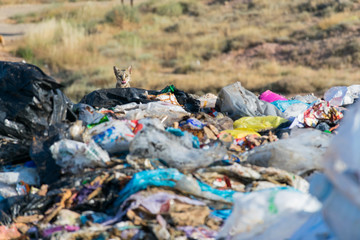 Vertedero de basuras