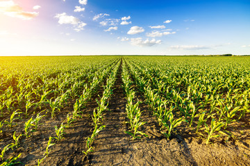 Green corn maize field in early stage