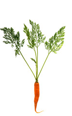 carrots with fresh green leaves