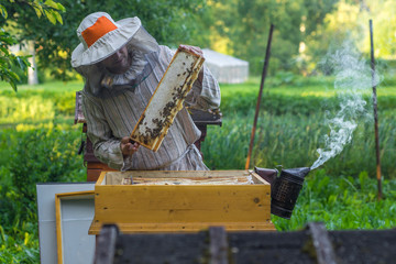 Beekeeper is working with bees and beehives on the apiary.