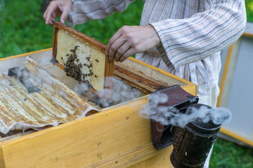 Beekeeper holding bees wax honeycomb. Work in the apiary.