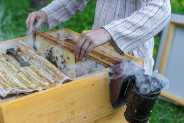 Beekeeper holding bees wax honeycomb. Work in the apiary.