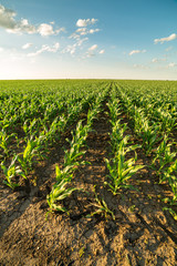 Green corn maize field in early stage © oticki