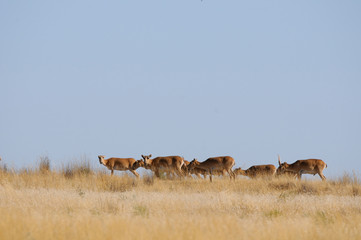 Naklejka na ściany i meble Wild Saiga antelopes in morning steppe