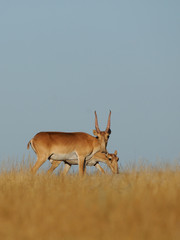 Wild Saiga antelopes pair in Kalmykia steppe - 115022225