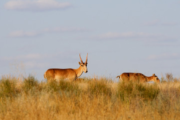 Fototapeta premium Wild Saiga antelopes pair in Kalmykia steppe