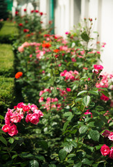Fototapeta na wymiar pink rose bushes in the garden