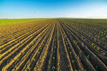 Green paprika field, just sprout