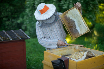 Beekeeper is working with bees and beehives on the apiary.