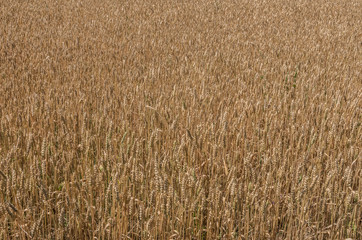 Ripe ears of wheat. The texture of a wheat field.