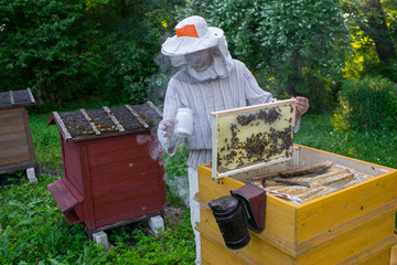 Beekeeper is working with bees and beehives on the apiary.