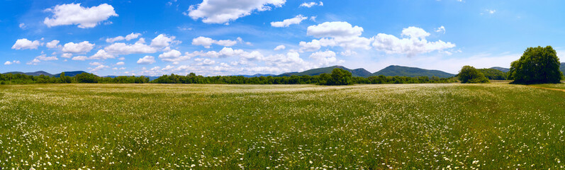 The field of daisies on a Sunny day. Panorama .