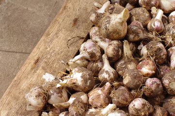 Garlic harvest