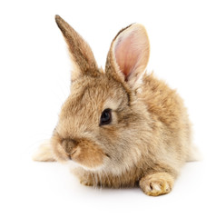 Brown rabbit on white.