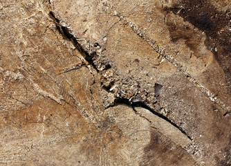 Abstract tree cut texture