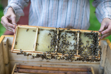 The beekeeper works on an apiary.