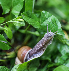 big beautiful snail on a green leaf closeup