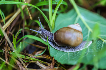 big beautiful snail on a green leaf closeup
