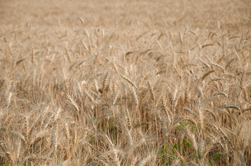 nice dry gold wheat stem close up.