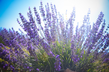 Naklejka premium Lavender field during sunset in Provence, France