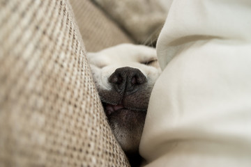 Hund schläft auf Sofa und quetscht sein Gesicht dabei zwischen zwei Kissen