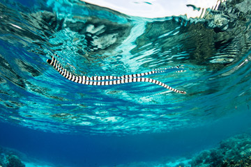 Naklejka premium Banded Sea Krait Swimming at Surface of Pacific Ocean
