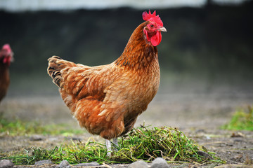 Chickens on traditional free range poultry farm - obrazy, fototapety, plakaty