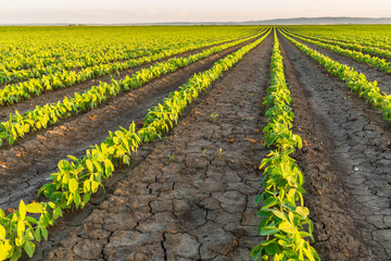 Green ripening soybean field, agricultural landscape